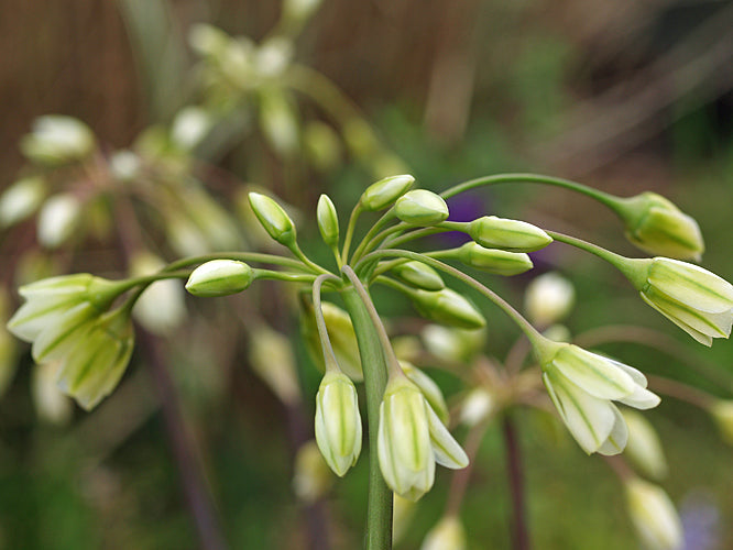 NECTAROSCORDUM SICULUM subsp.BULGARICUM 'WHITE ROGUE'