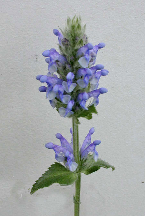 NEPETA SP. CC 3766