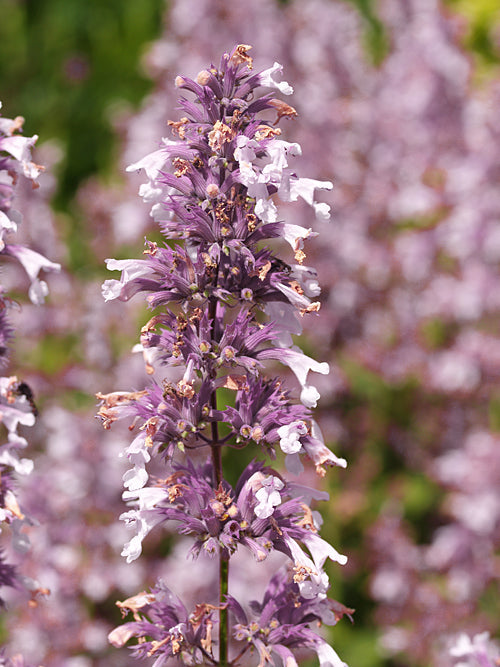 NEPETA GRANDIFLORA 'DAWN TO DUSK'