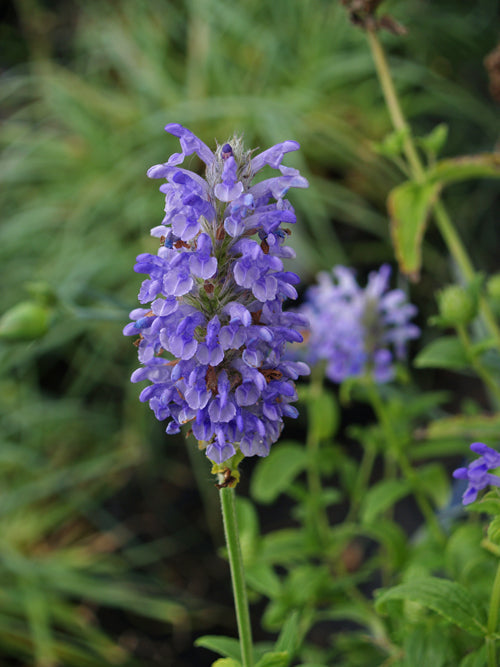 NEPETA NERVOSA