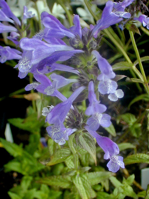 NEPETA PRATTII