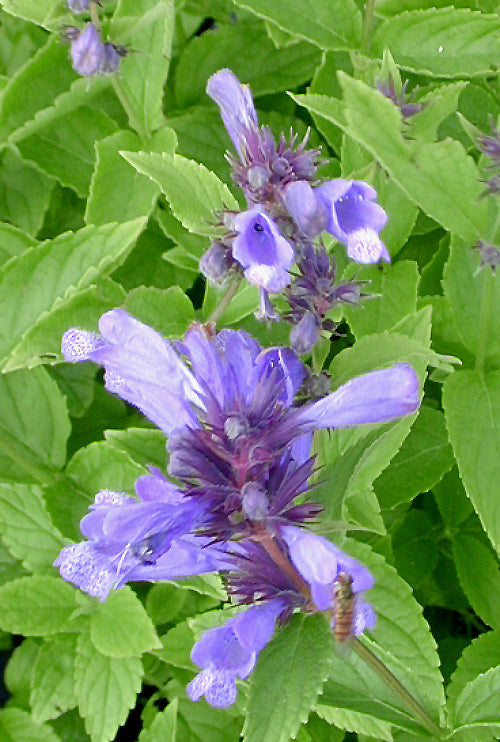 NEPETA SUBSESSILIS blue