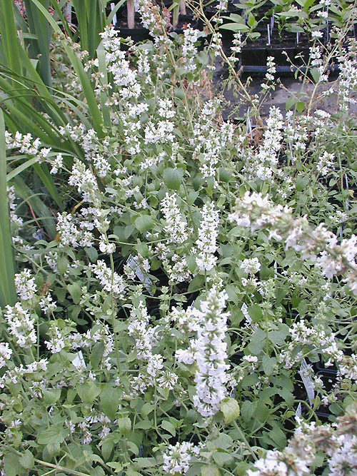 NEPETA SP. RCB TQ-H-6