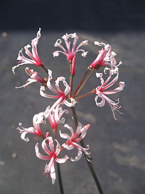 NERINE ANGUSTIFOLIA