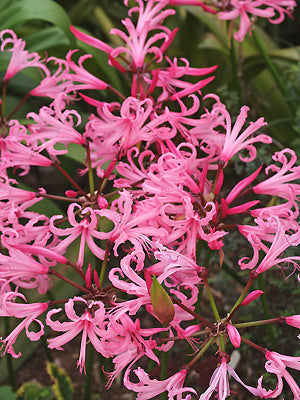 NERINE BOWDENII 'GILKISSON'S FORM'