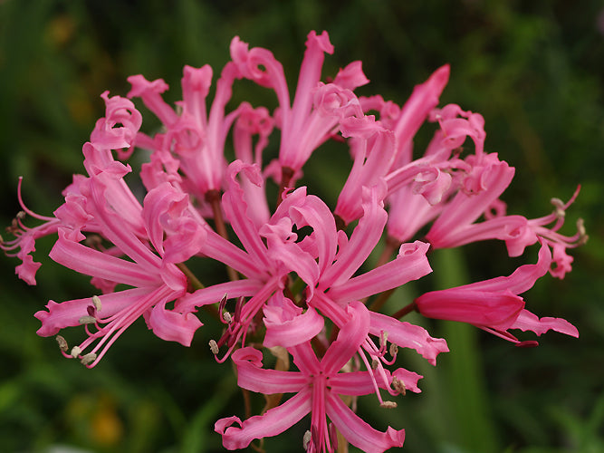 NERINE BOWDENII 'RICHARD BLAKEWAY-PHILLIPS'
