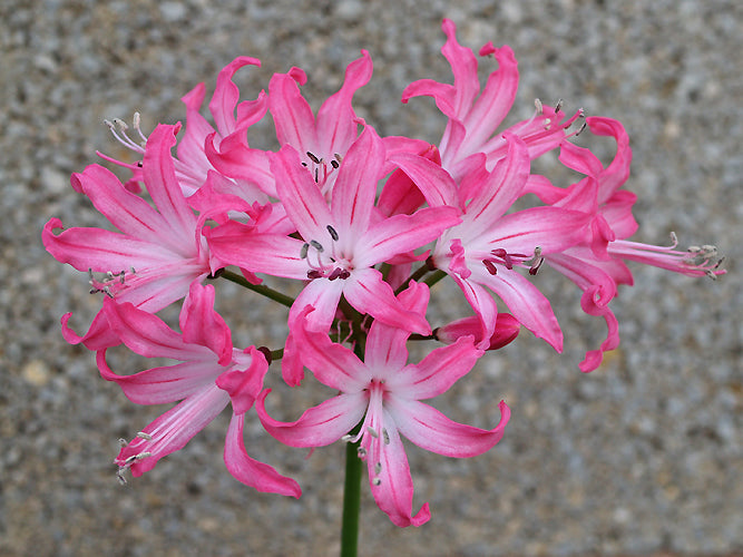 NERINE 'BELLADONNA'