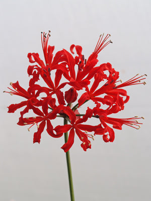 NERINE 'BERLIOZ'