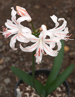 NERINE 'CLARABEL'