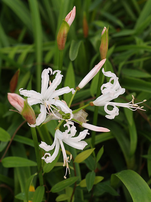 NERINE BOWDENII 'ERIC SMITH'