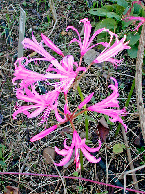 NERINE BOWDENII 'MOUNT STEWART'
