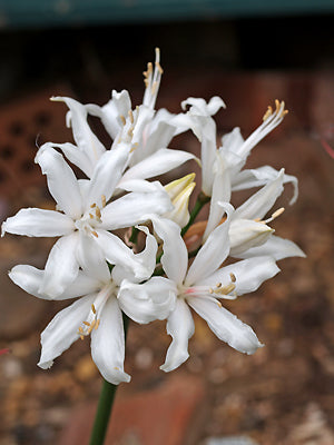 NERINE SARNIENSIS 'ALBA'