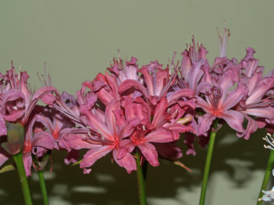 NERINE 'SEABATHER'