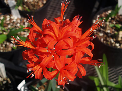 NERINE SARNIENSIS collected Table Mountain