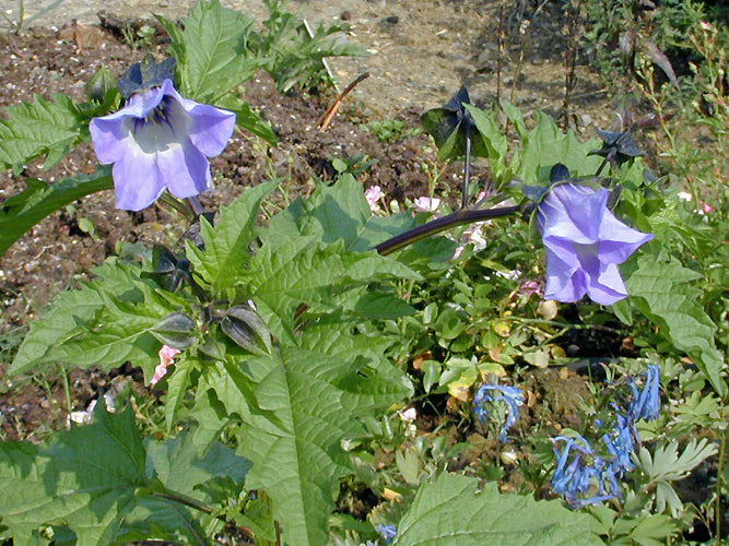 NICANDRA PHYSALODES 'BLACKY' – Cotswold Garden Flowers
