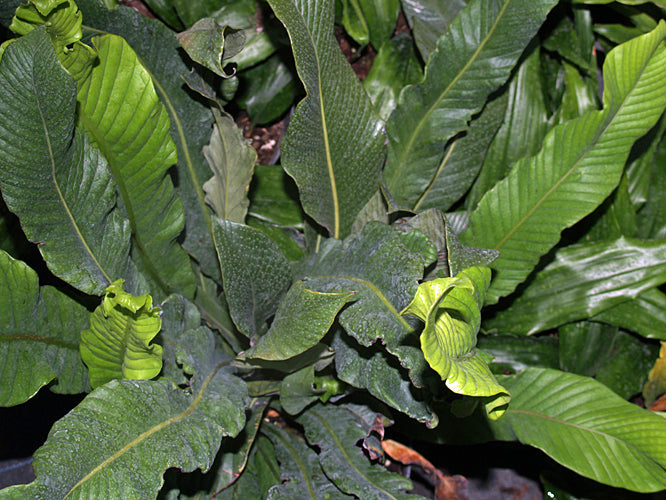 NIPHIDIUM CRASSIFOLIUM