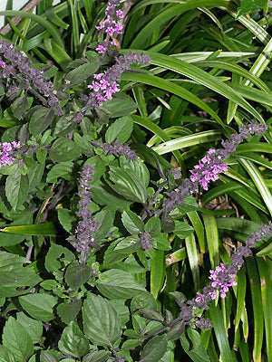 OCIMUM 'AFRICAN BLUE'