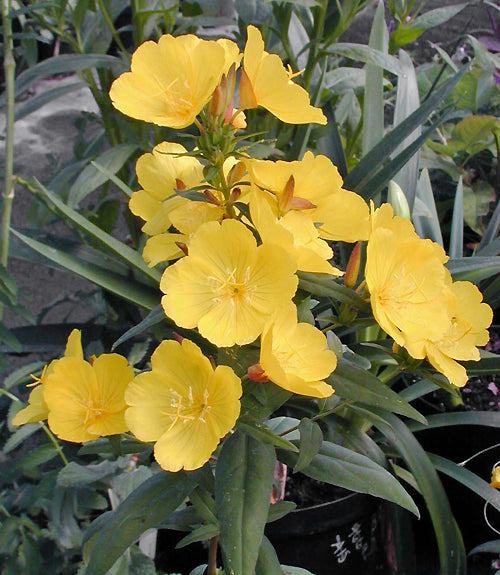 OENOTHERA FRUTICOSA subsp.GLAUCA 'SUMMER SOLSTICE'