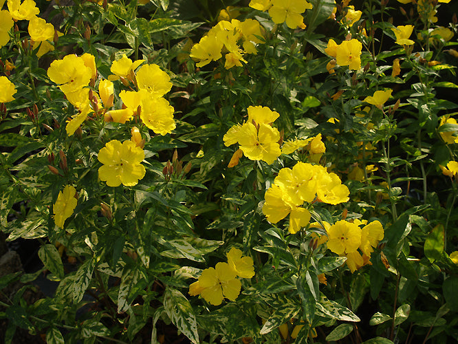 OENOTHERA FRUTICOSA 'CAMEL'