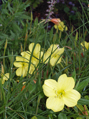 OENOTHERA ORGANENSIS