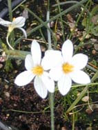 OLSYNIUM JUNCEUM F&W 9346