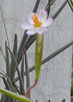 OLSYNIUM JUNCEUM F&W 8666