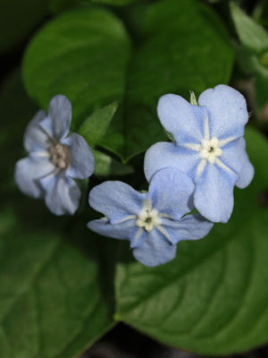 OMPHALODES VERNA 'ELFENAUGE'