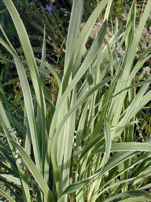 OPHIOPOGON LONGIFLORUS 'TAKASHI SHIMOMURA'