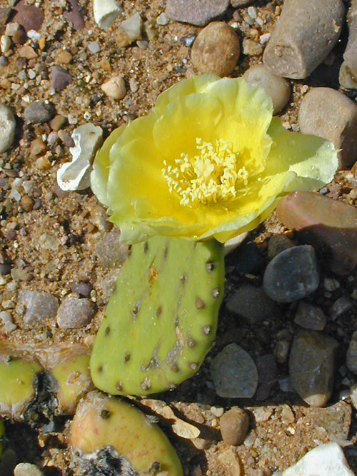 OPUNTIA COMPRESSA