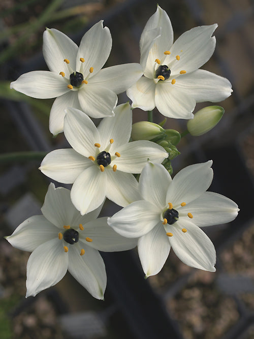 ORNITHOGALUM ARABICUM