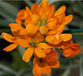 ORNITHOGALUM DUBIUM