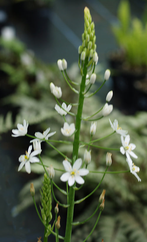 ORNITHOGALUM MAGNUM