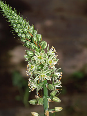 ORNITHOGALUM ORTHOPHYLLUM