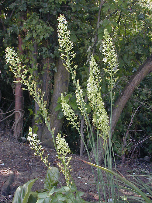 ORNITHOGALUM PYRENAICUM