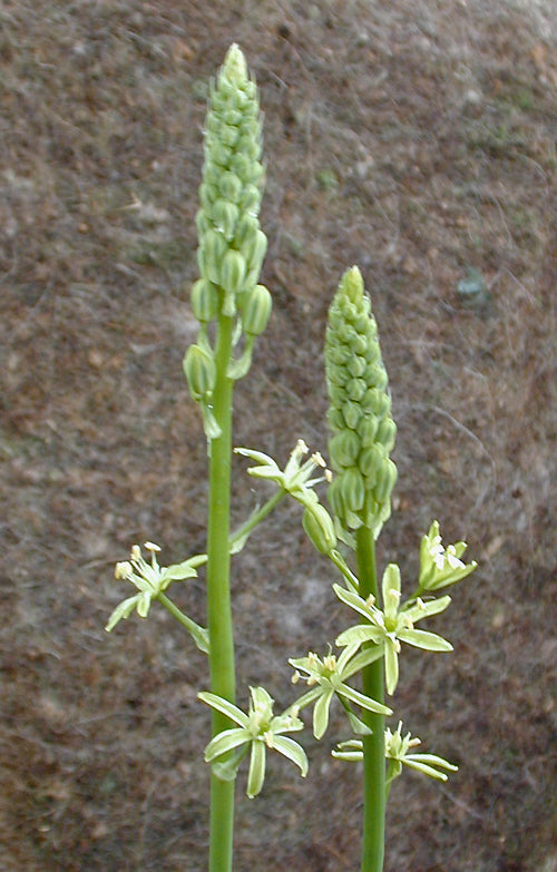 ORNITHOGALUM SPHAEROCARPUM