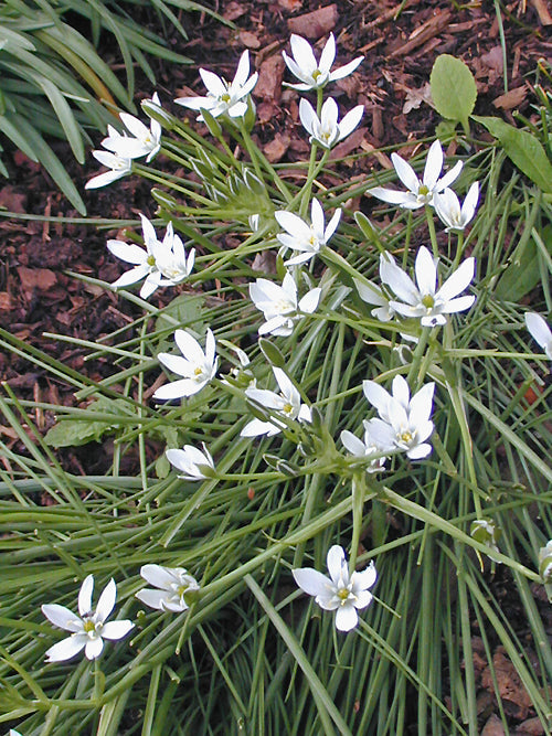 ORNITHOGALUM UMBELLATUM