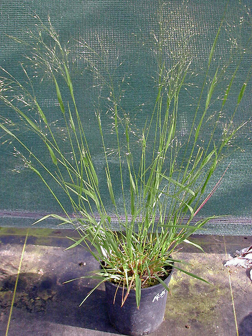 ORYZOPSIS PARADOXA