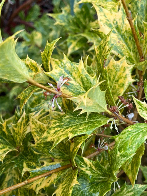 OSMANTHUS HETEROPHYLLUS 'GOSHIKI'