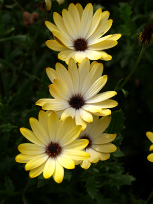 OSTEOSPERMUM 'BUTTERMILK'