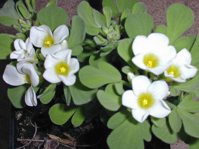 OXALIS ANOMALA