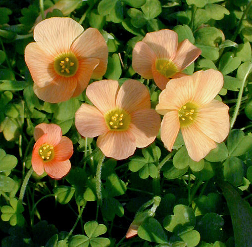 OXALIS DEPRESSA