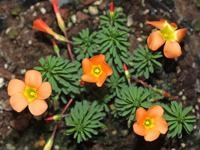 OXALIS MASSONIANA