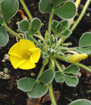 OXALIS MELANOSTICTA