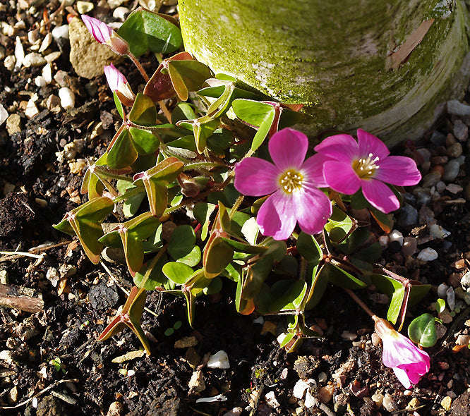 OXALIS OREGANA CLONE 5