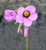 OXALIS SP. RCB EQ-V-2
