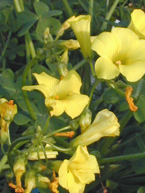 OXALIS SP. from Lesotho