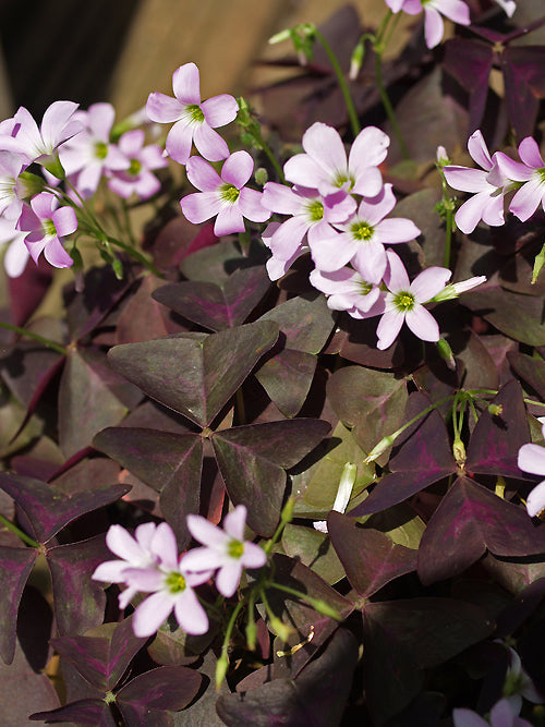 OXALIS TRIANGULARIS subsp.PAPILIONACEAE 'ATROPURPUREA'