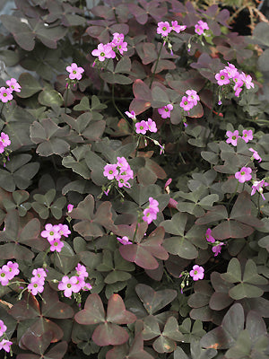 OXALIS TRIANGULARIS subsp.PAPILONACEA var.ROSEA