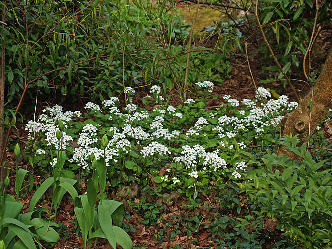PACHYPHRAGMA MACROPHYLLUM