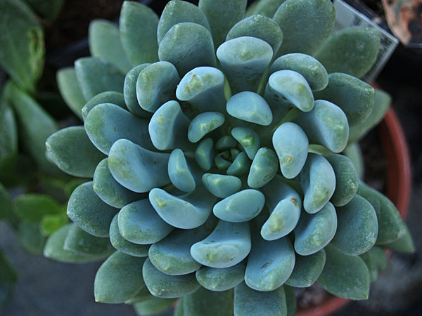 PACHYPHYTUM OVERIFERUM